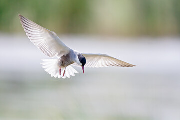 Whiskered tern (Chlidonias hybrida) in flight full speed hunting for small insects above a lake in Germany