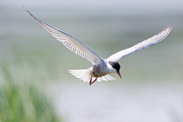 Whiskered tern (Chlidonias hybrida) in flight full speed hunting for small insects above a lake in Germany
