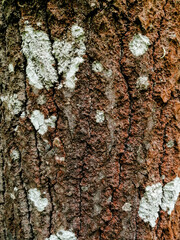 tree bark texture