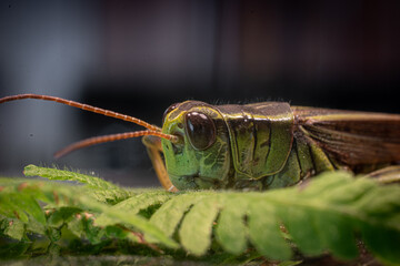 Close up of a grasshopper on a fern leaf in Windsor NY