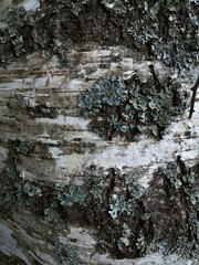 tree bark texture