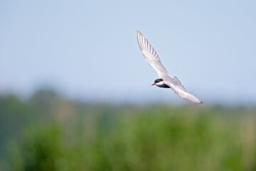 Whiskered tern (Chlidonias hybrida) in flight full speed hunting for small insects above a lake in...