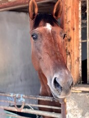 Fototapeta premium horse