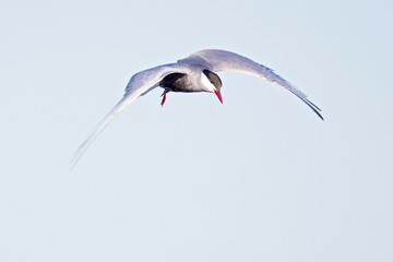 Whiskered tern (Chlidonias hybrida) in flight full speed hunting for small insects above a lake in Germany