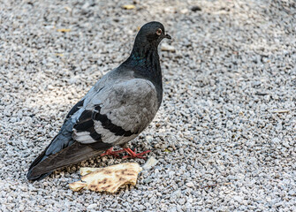 Pigeon standing near bread