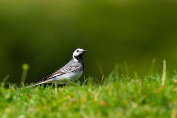 Motacilla alba, common white washer, bird on the grass with green background, Spain.