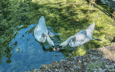 Two swans looking food