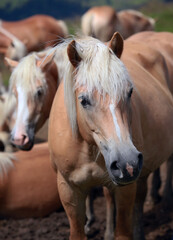 Fototapeta premium Haflinger Pferde auf der Seiser Alm