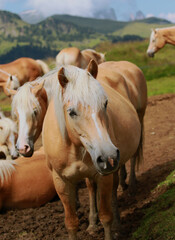 Haflinger Pferde auf der Seiser Alm