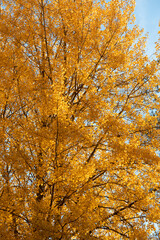 Yellow aspen tree foliage in golden sunlight