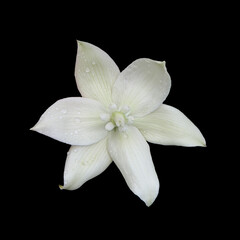 The opened flower of the yucca plant.