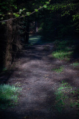 road in the woods