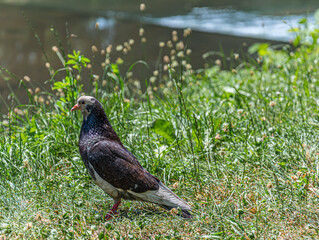 White head pigeon
