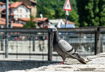 Pigeon standing on the wall