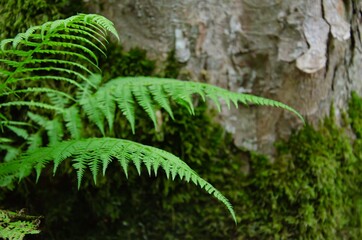 Green plants in the forest. Fern nature forest. Green plant background.
