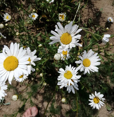 small white garden flower with yellow flower core thin sheets in flowerbed. chamomile
