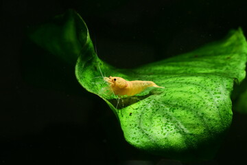 Schöne Caridina Garnelen im Aquarium