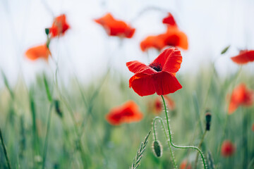 Obraz premium Field of bright red poppy flowers. Summer time. Background with copy space. Blooming poppies garden. Colorful meadow