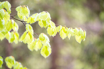 green leaves on a birch twig