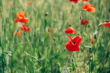 Field of bright red poppy flowers. Summer time. Background with copy space. Blooming poppies garden. Colorful meadow