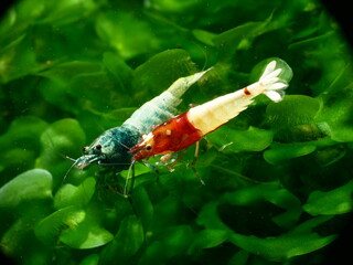 Schöne Caridina Garnelen im Aquarium