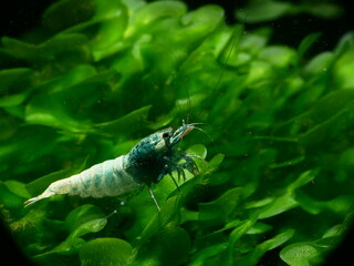 Schöne Caridina Garnelen im Aquarium
