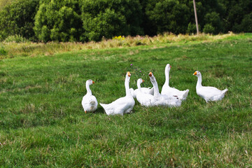 A flock of geese graze on a blooming summer meadow.