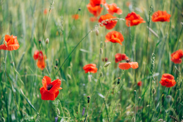 Field of bright red poppy flowers. Summer time. Background with copy space. Blooming poppies garden. Colorful meadow