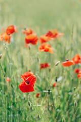 Close up of bright red poppy flowers. Summer time. Background with copy space. Blooming poppies garden. Colorful meadow