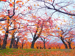 五稜郭タワーと紅葉