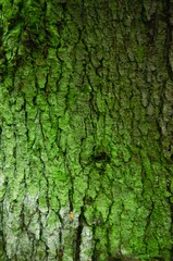 Green tree bark. Tree structure bark texture.