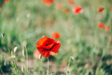 Close up of bright red poppy flowers. Summer time. Background with copy space. Blooming poppies garden. Colorful meadow