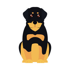 cartoon rottweiler dog icon, flat style