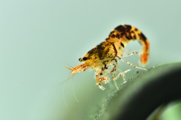 Schöne Caridina Garnelen im Aquarium