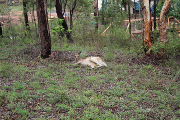 Kangaroos in wilder Natur in Australien 
