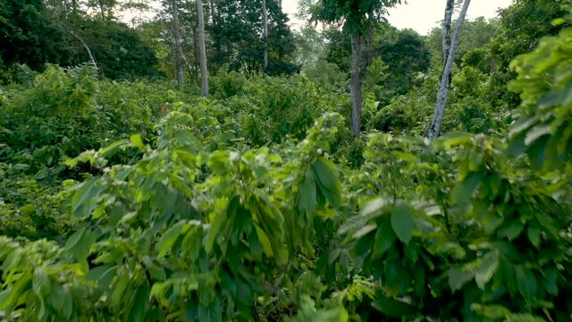flying through a cocoa plantation with agroforestry techniques provided by NGOs to increase smallholder production and curb deforestation in the Brazilian Amazon