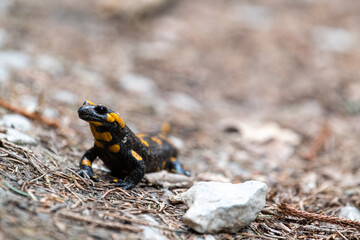 Black-orange salamander lizard in Pieniny