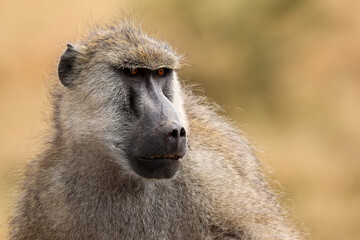 baboon sitting on the ground in the sun