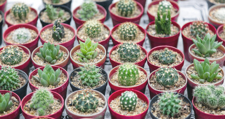 Fototapeta premium nur