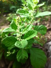 fresh mint leaves