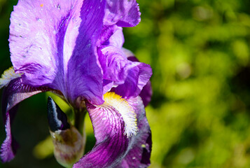 Very beautiful iris flower on blurred background for postcard