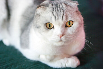 Scottish Fold Cat with round face. Portrait of surprised scottish fold male cat with big eyes. Cats yellow eyes.