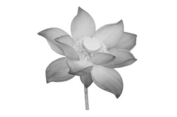 Beautiful monochrome lotus flower , black and white lotus flower isolated on white background