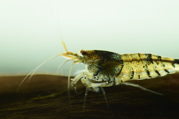 Schöne Caridina Garnelen im Aquarium