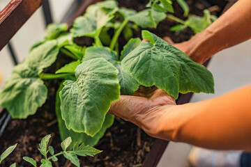 hand holding a plant gardening