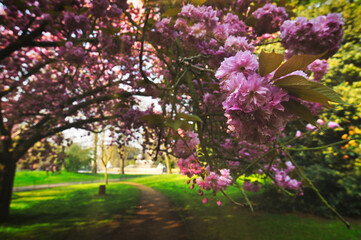 Naklejka premium Spring in Hyde Park located in Central London, UK.