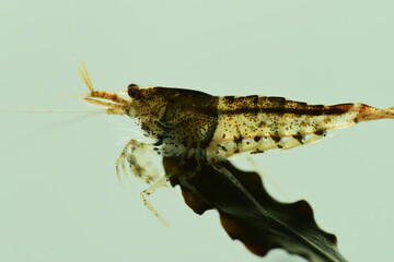 Schöne Caridina Garnelen im Aquarium
