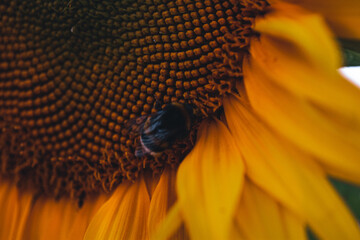 Hummel in einer Sonnenblume