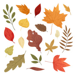 Botanical autumn collection. Seasonal set of hand drawn colorful fallen leaves, twigs, berries, acorns, forest mushrooms, tree branches. Cartoon textured vector illustration in realistic style