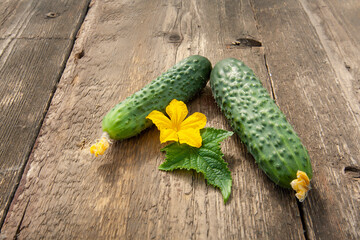 Two young green cucumbers